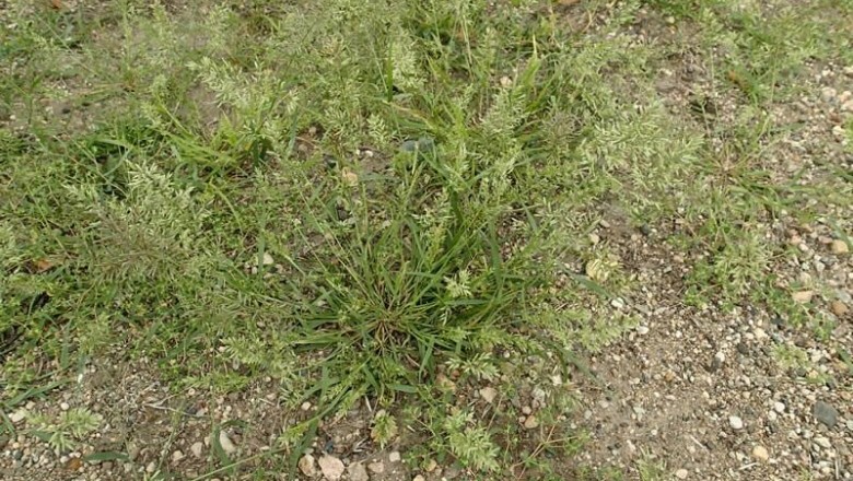 Cây Tinh thảo. Eragrostis cilianensis - Cây Thuốc Nam Quanh Ta